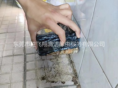 道滘诱杀白蚁危害工程